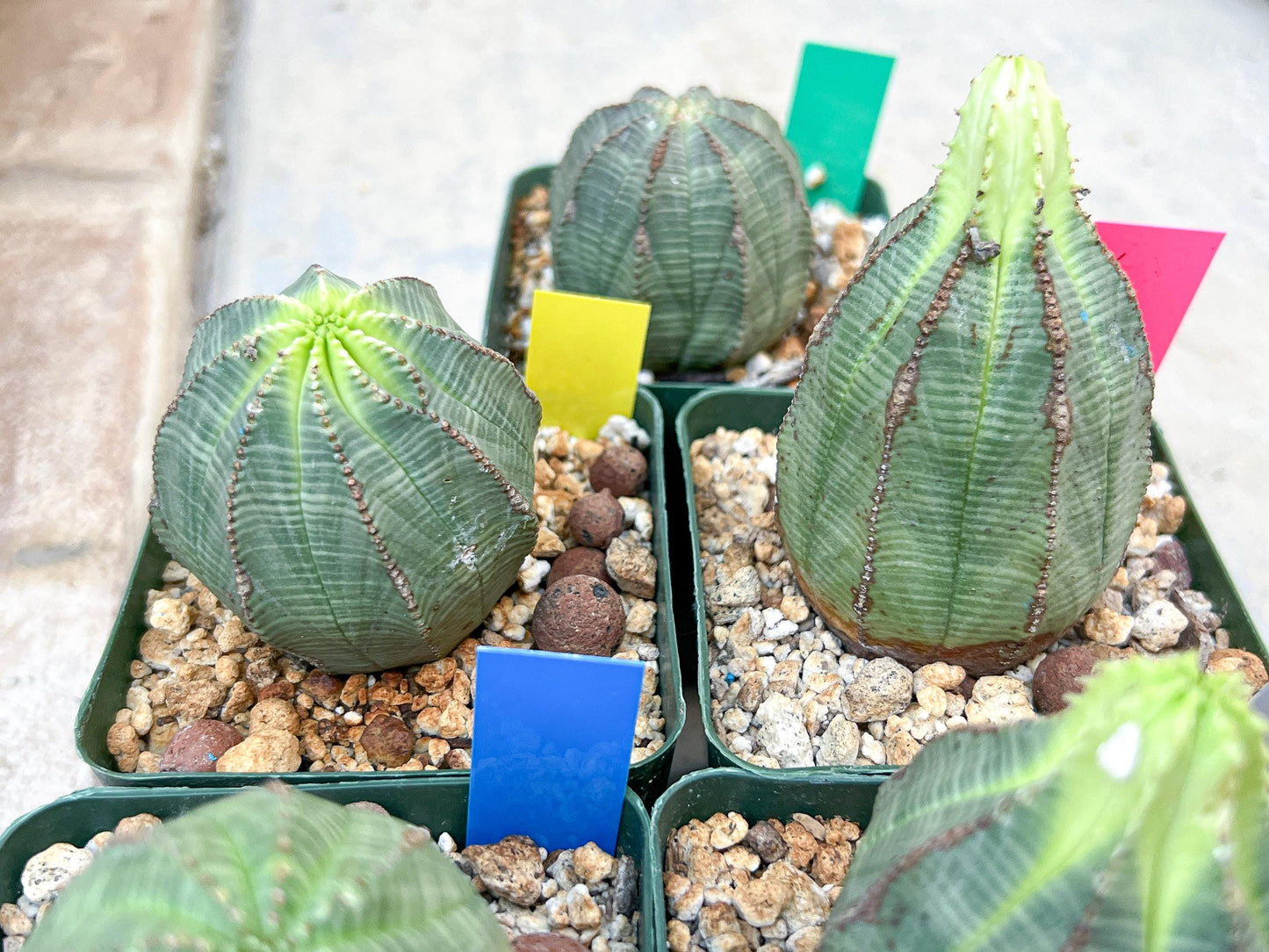 Euphorb obesa | Cactus Plants | Imported Plants