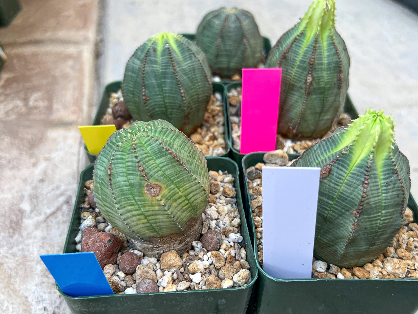 Euphorb obesa | Cactus Plants | Imported Plants