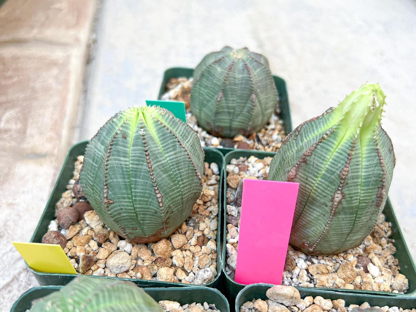 Euphorb obesa | Cactus Plants | Imported Plants