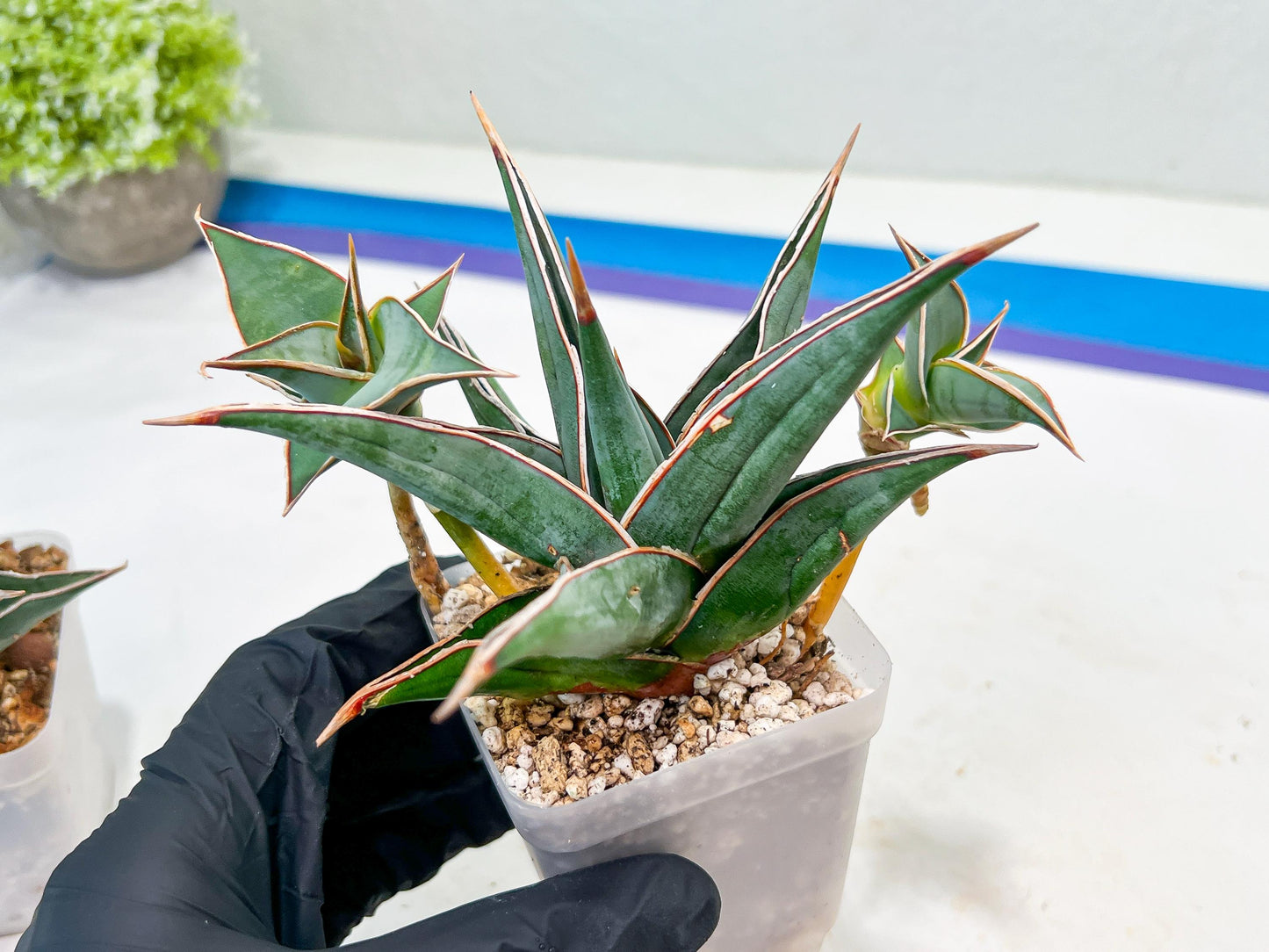 Sansevieria Pinguicula | Rare Import