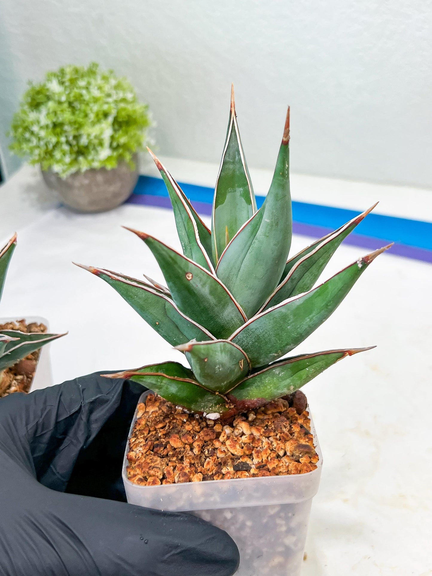 Sansevieria Pinguicula | Rare Import