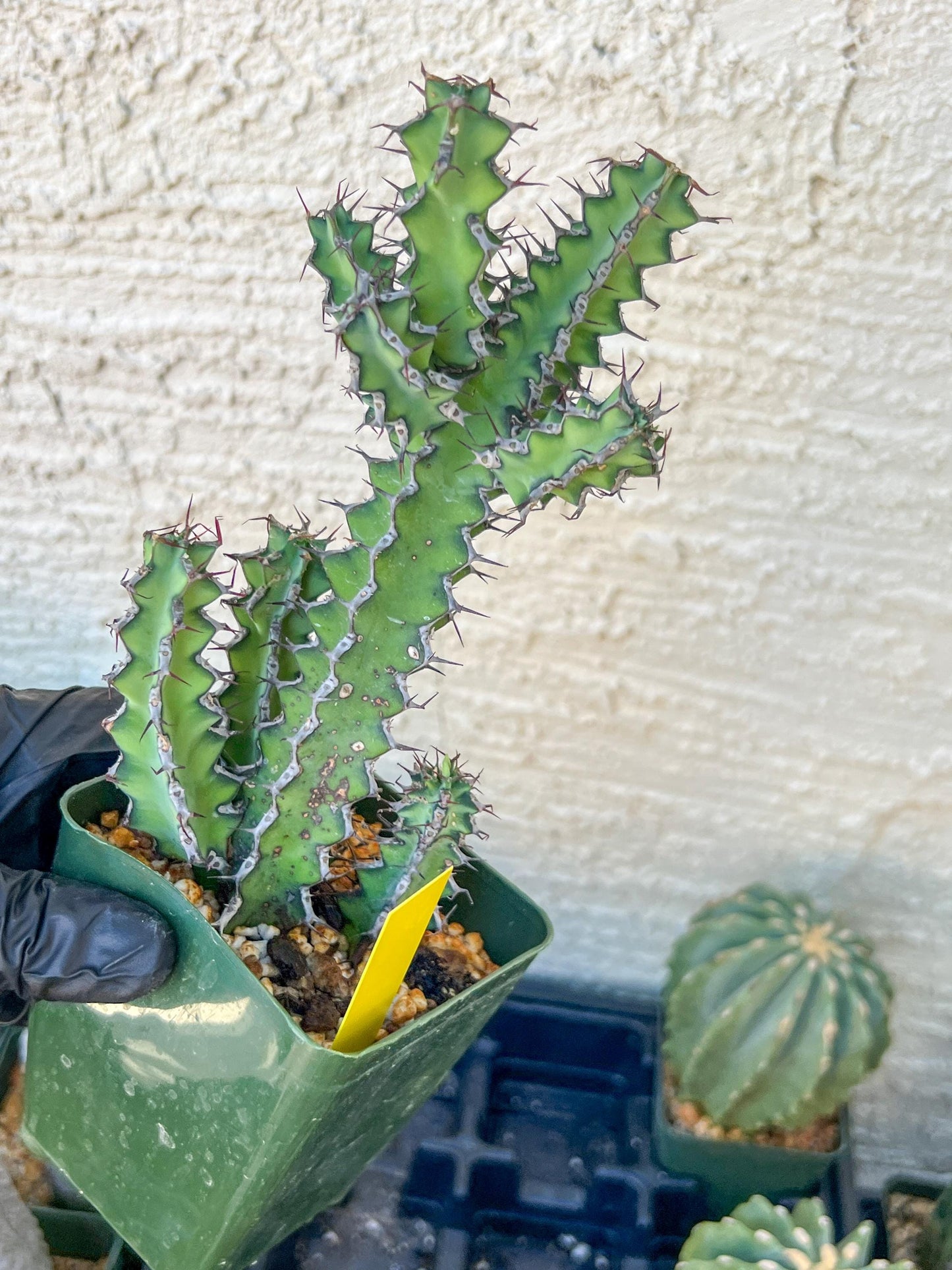 Euphorb petraea Carter (Yellow) | 4" Pots