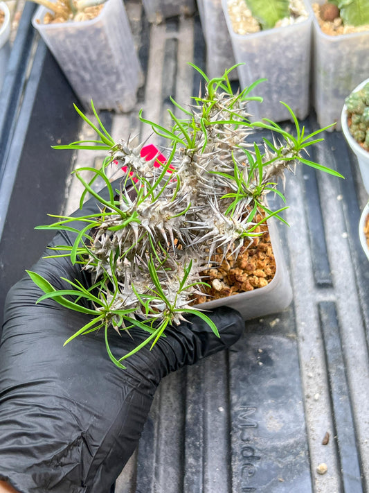 Euphorb Genoudiana (P-Y) | imported Plants | 2.5Inch Pot