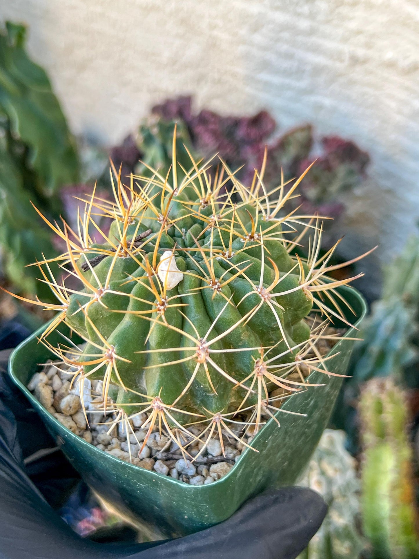 Cactus Eriosyce Engieri | (C1) (O13) | 3.5Pot