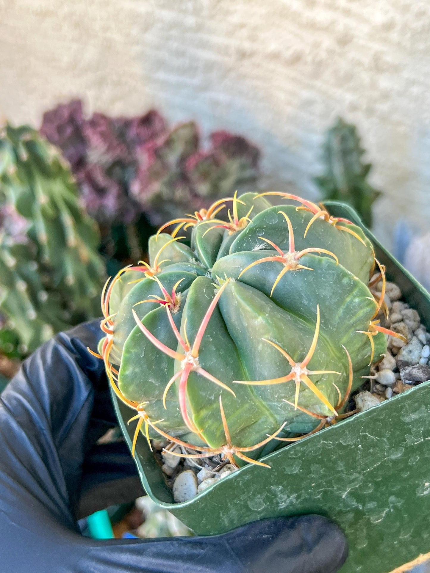 Big Forecactus Macrodiscus | (C1) (O13) | 3.5Pot
