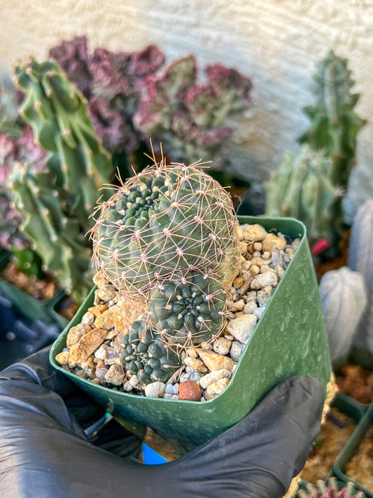 Gymnocalycium Carolinense | (C1) (O15) | 3.5Pot