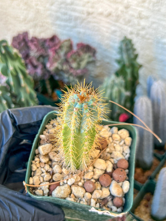Brazilian Blue Cactus | (C1) (O16) | 3.5Pot