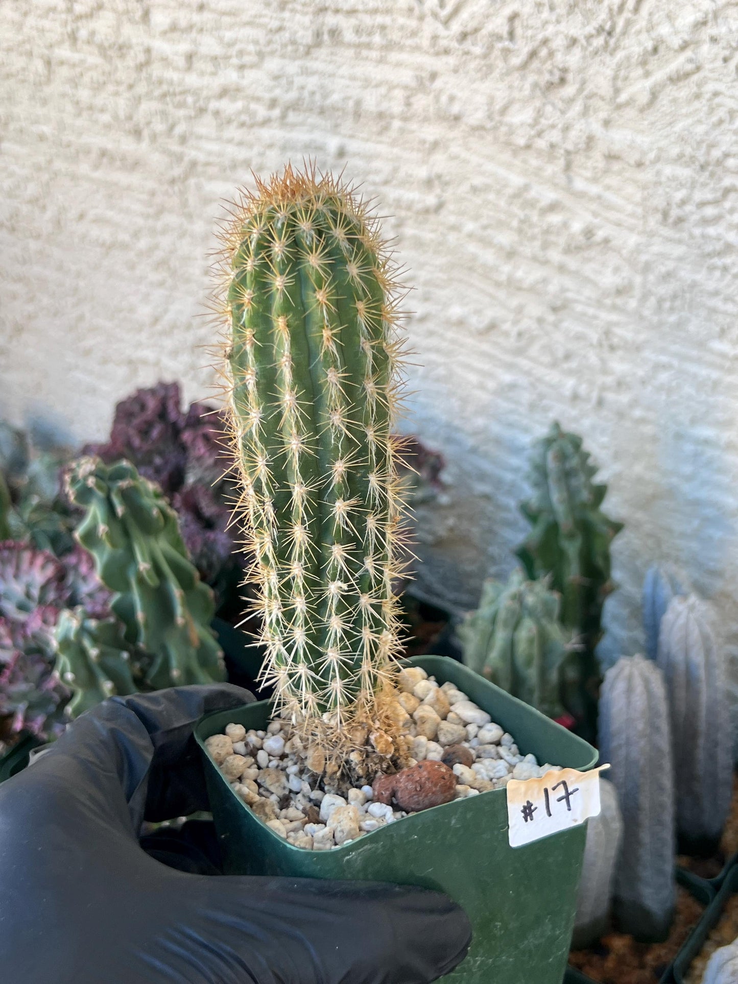 Xique Xique Gounellei Cactus | (C1) (O17) | 3.5Pot