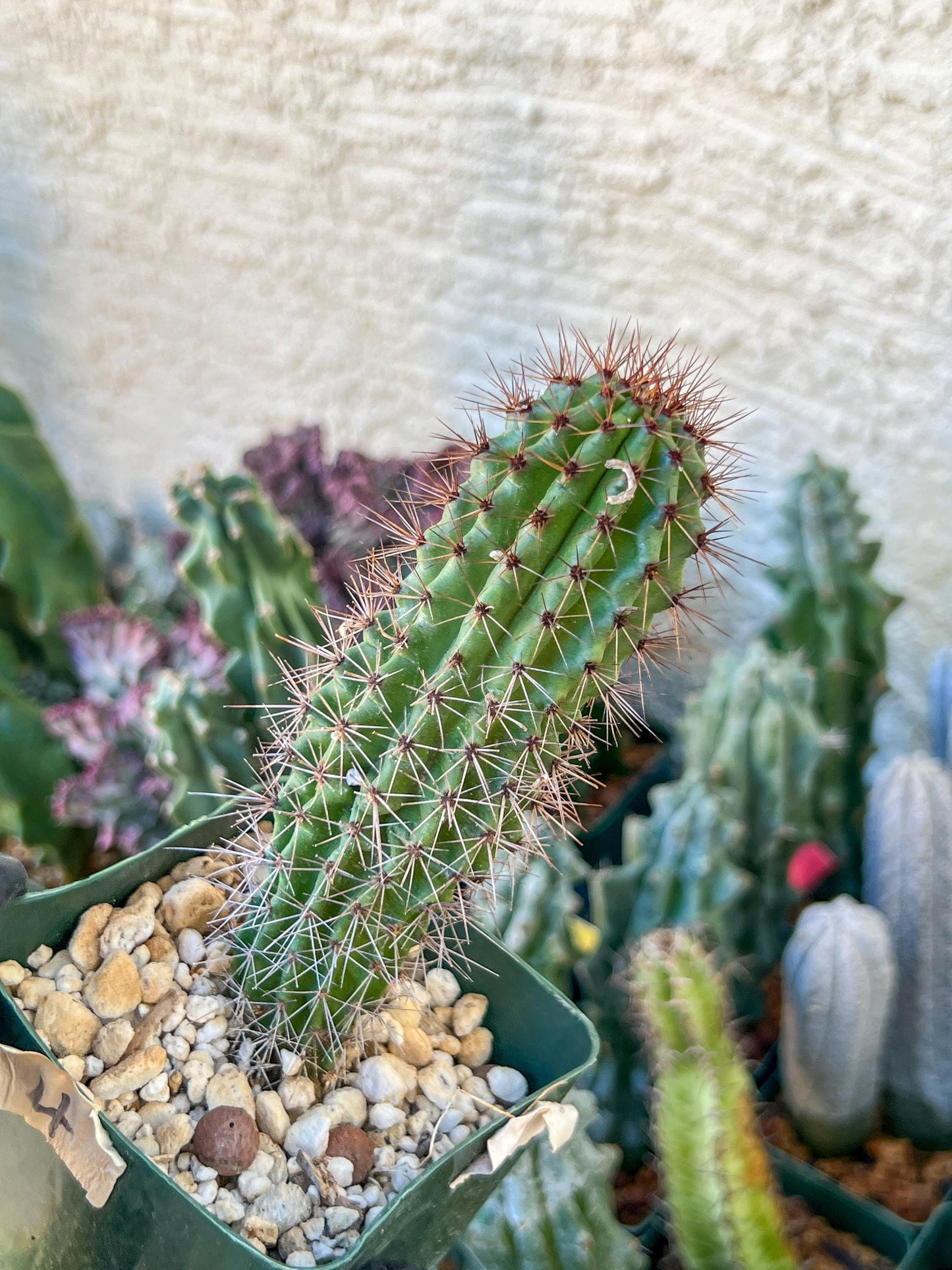 Big Mammillaria Fraileana Cactus Plan | (C1) (O18) | 3.5Pot