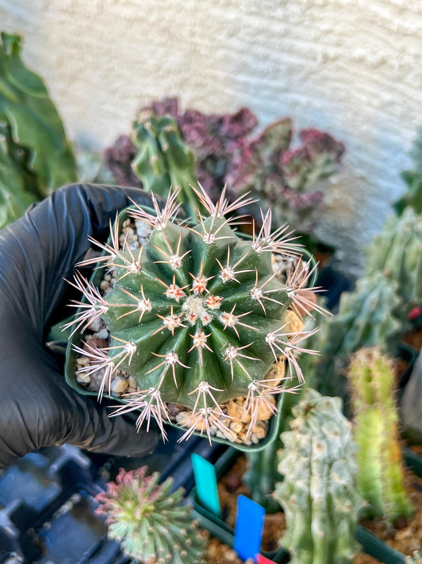 Melocactus violaceus no cephalium | (C1) (P7) | 3.5Pot