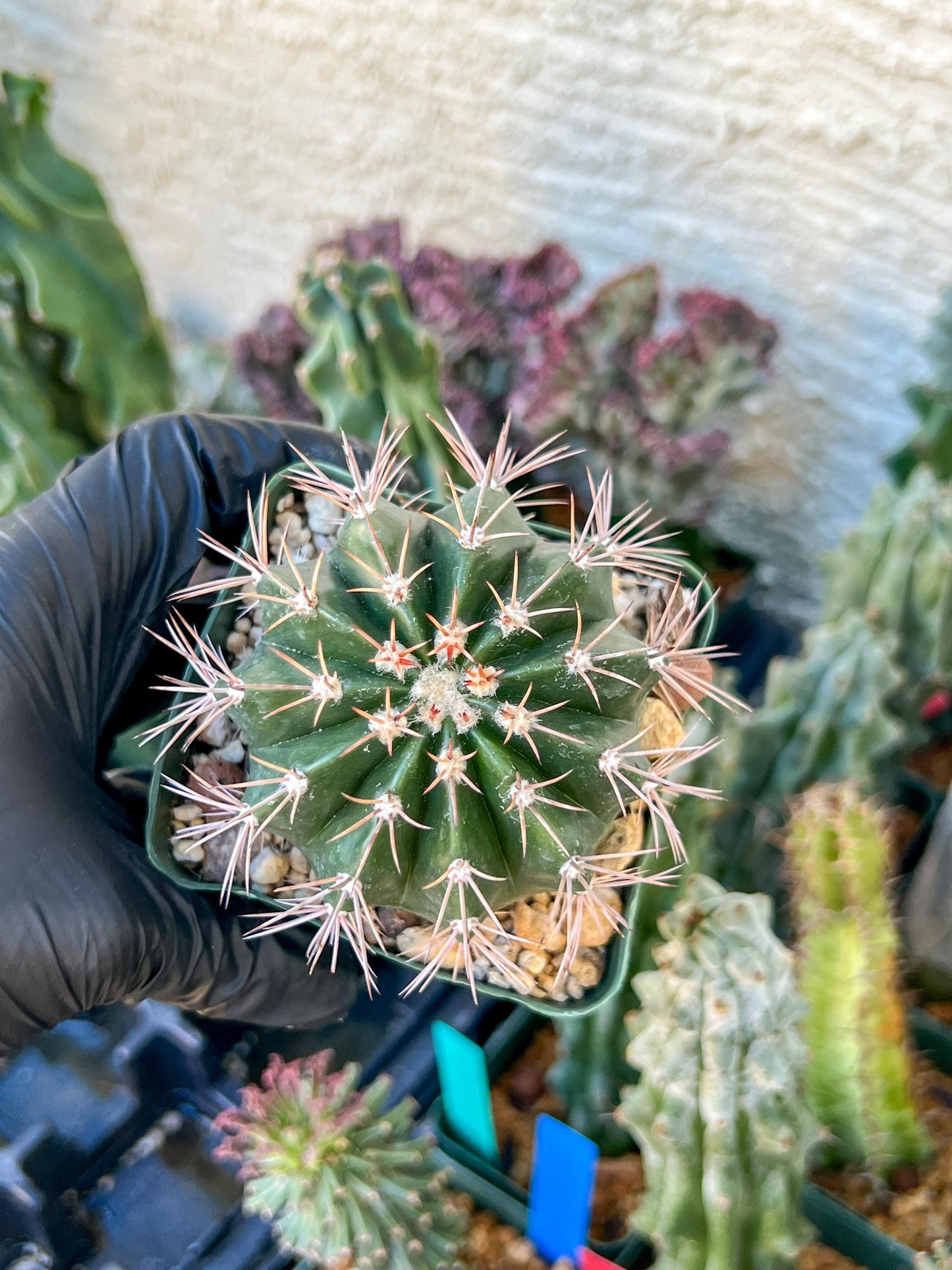 Melocactus violaceus no cephalium | (C1) (P7) | 3.5Pot