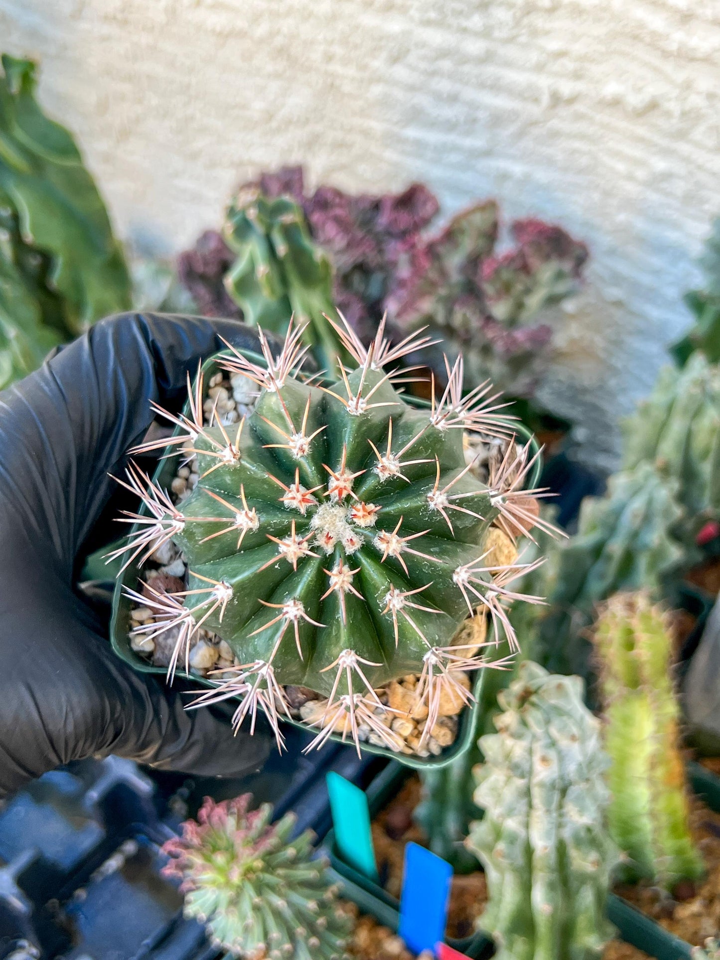 Melocactus violaceus no cephalium | (C1) (P7) | 3.5Pot