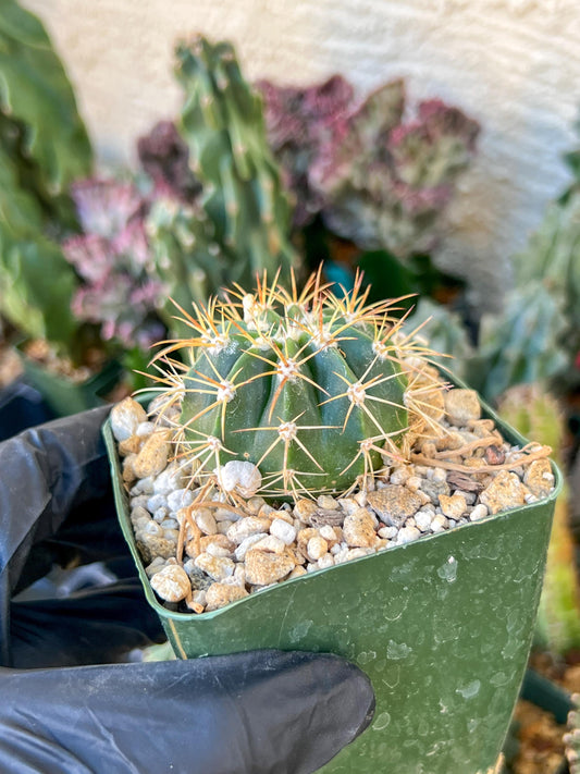 Meiocactus Oreas | (C1) (P9) | In 3.5Pot