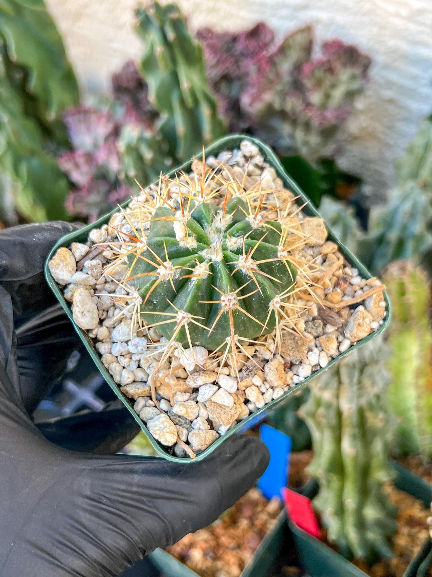 Meiocactus Oreas | (C1) (P9) | In 3.5Pot