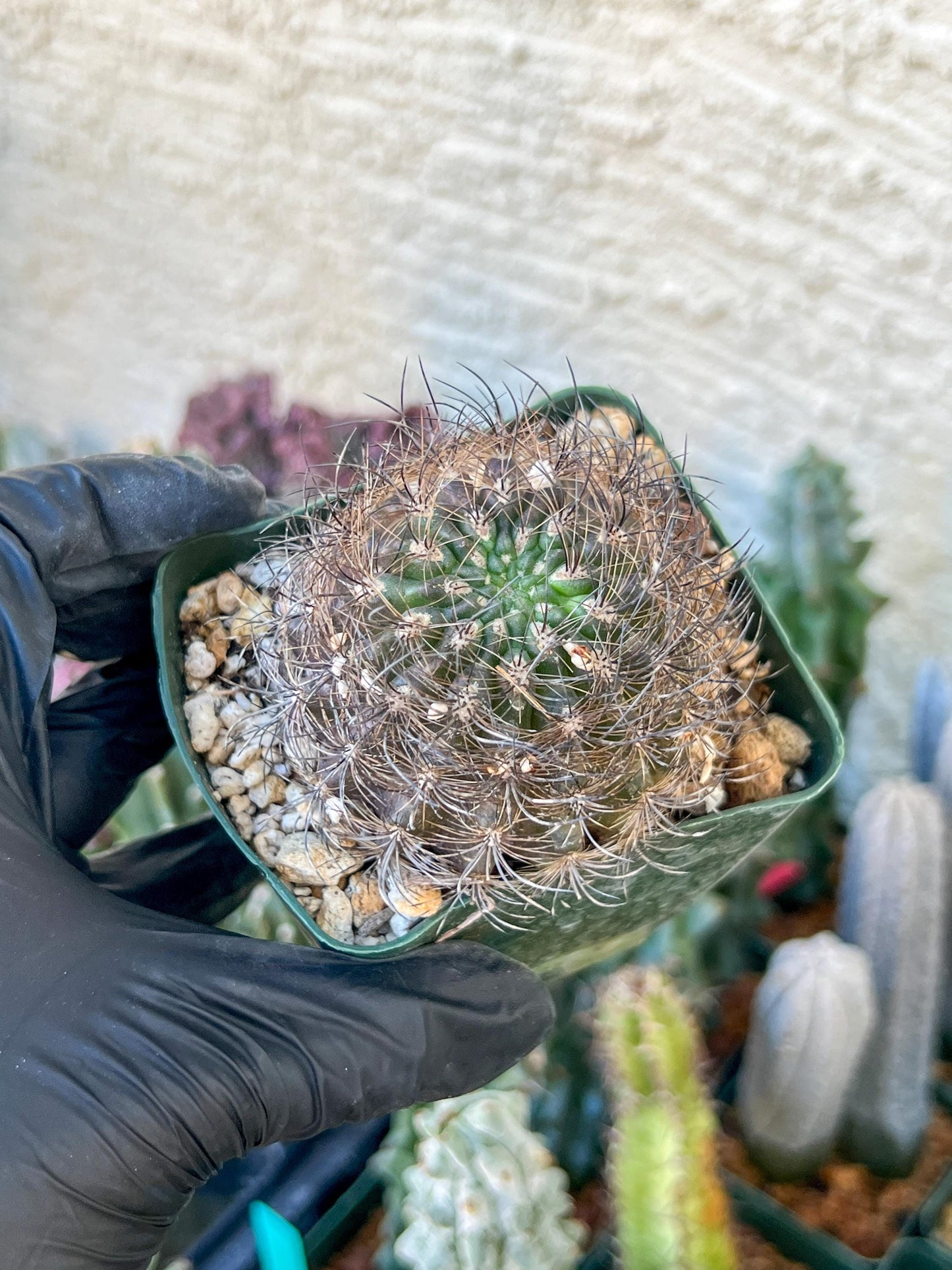 Notocactus Buiningii | (C1) (Y3) | 3.5Pot