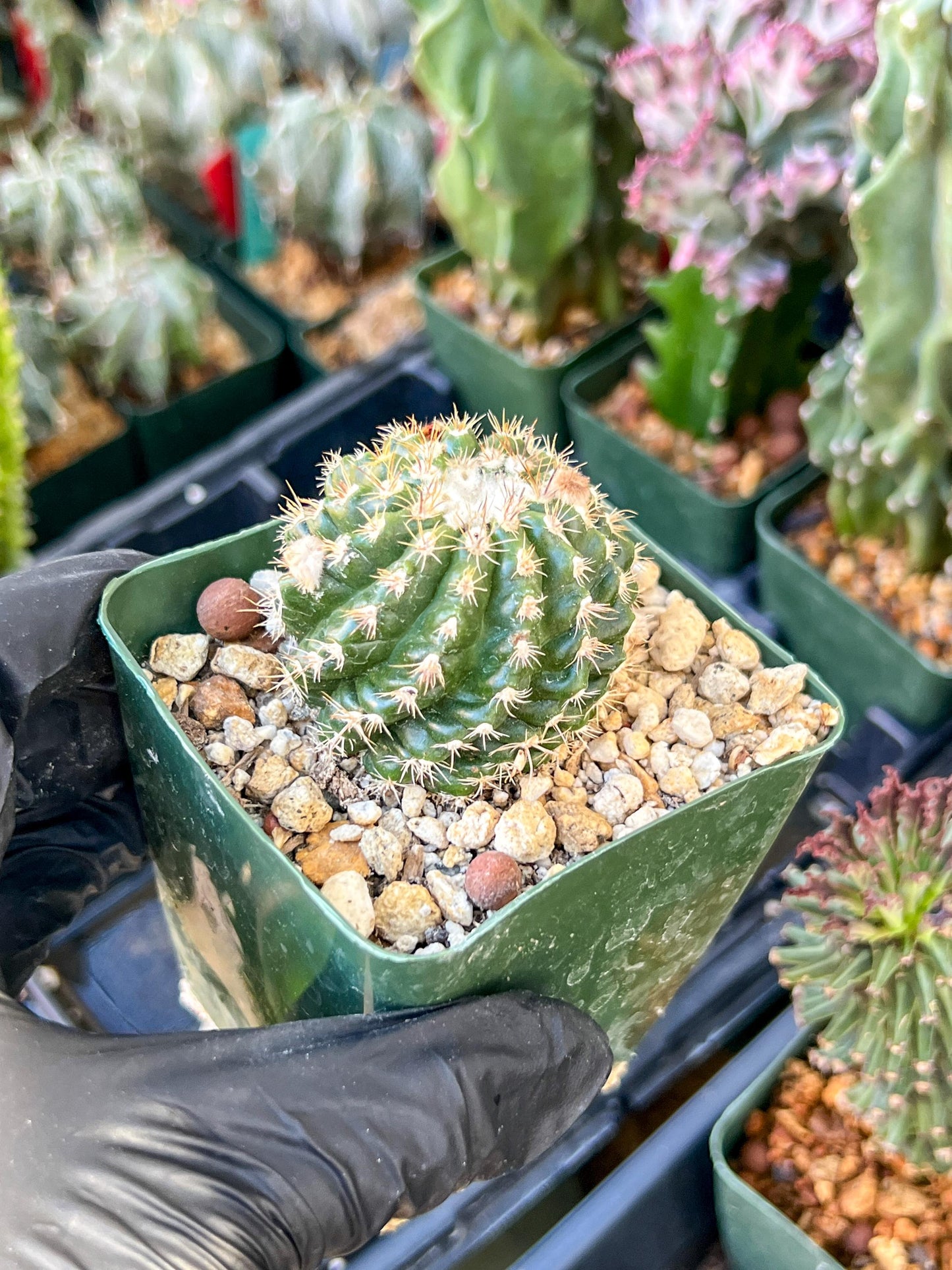 Devil's Tongue Ferocactus Latispinus | (C1) (Y5) | 3.5Pot