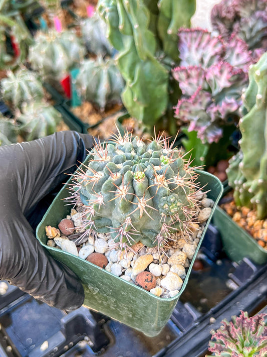 Gymnocalycium Neuhueri | (C1) (Y6) | 3.5Pot
