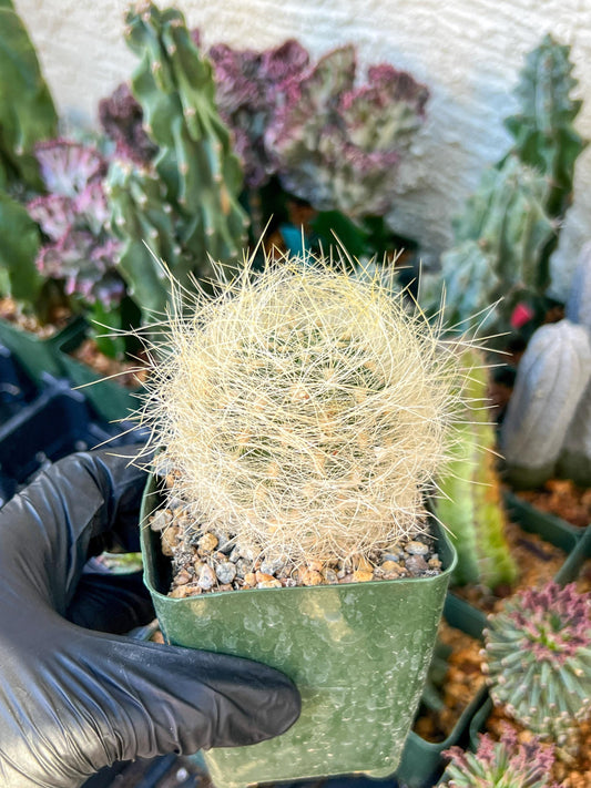 Eriosyce senilis Yellow spine form | (C3) (B15) | 3.5Pot