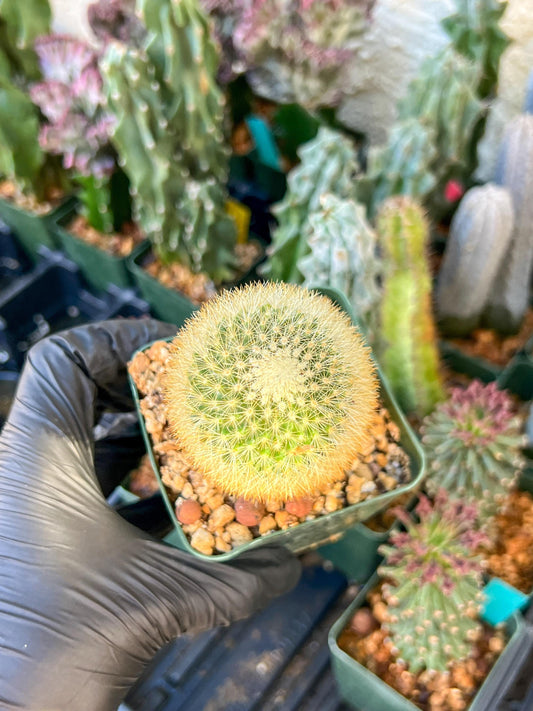 Succulent Plants Mammillaria Eriacantha | (C3) (B14) | 3.5Pot