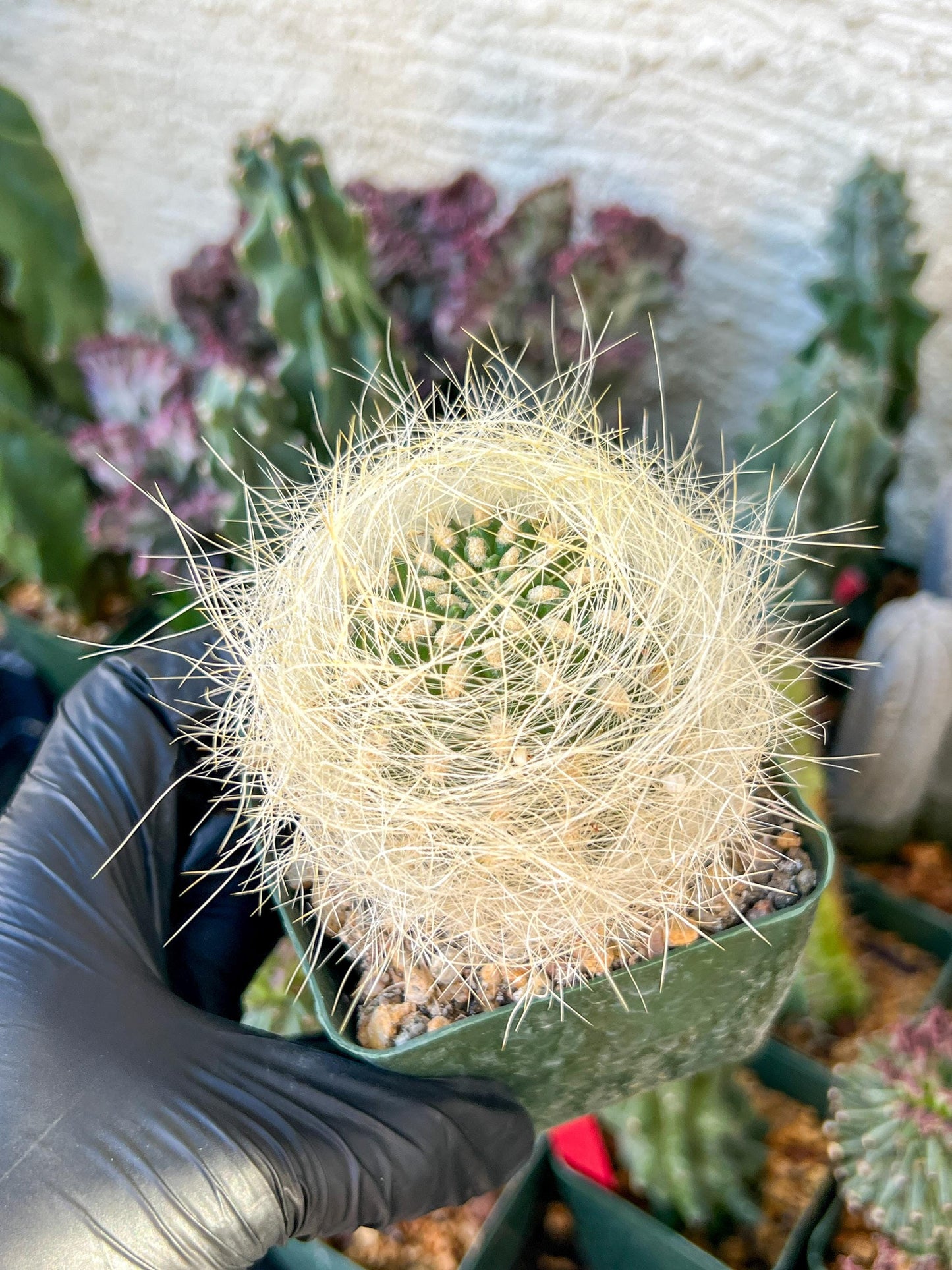 Eriosyce senilis Yellow spine form | (C3) (B15) | 3.5Pot