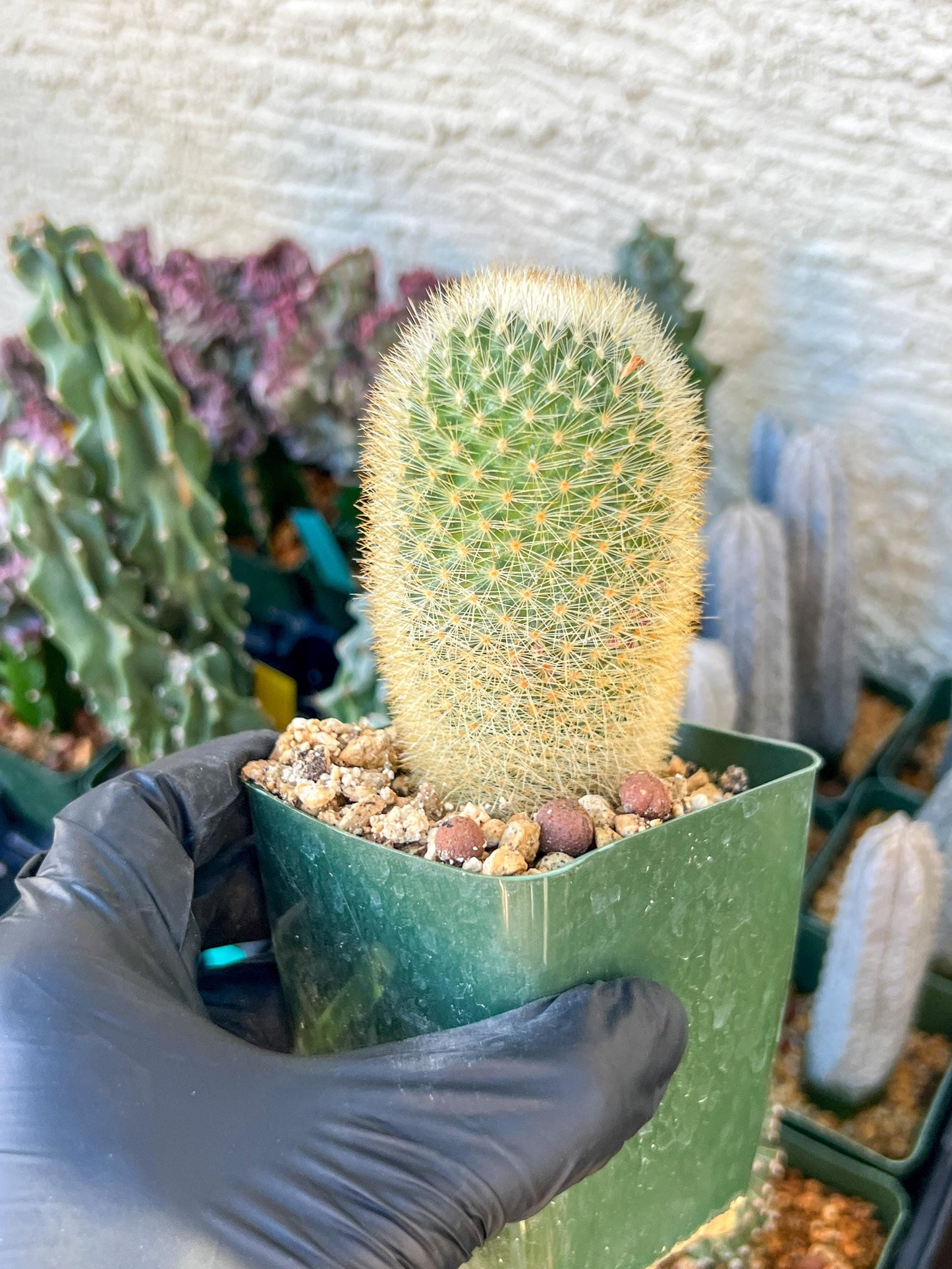 Succulent Plants Mammillaria Eriacantha | (C3) (B14) | 3.5Pot