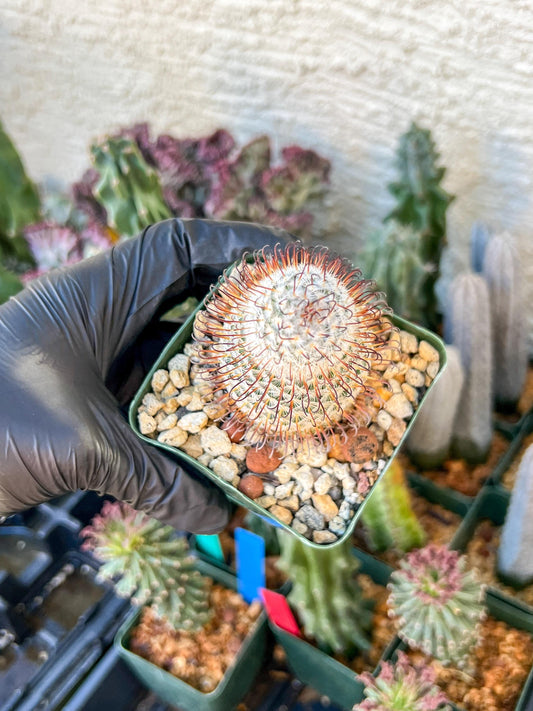 Big Mammillaria perezdelarosae | (C3) (B13) | 3.5Pot
