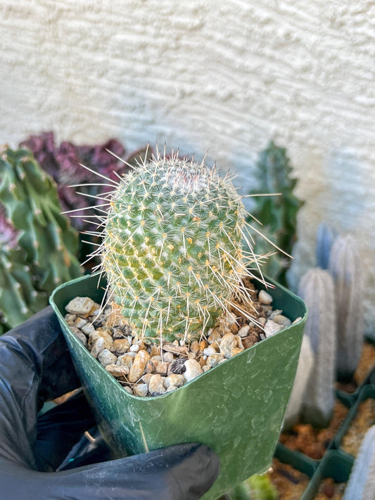 Mammilaria Geminisoina | (C3) (G6) | 3.5Pot