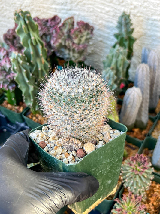 Garden MAMMILLARIA HAHNIANA | (C3) (G11) | 3.5Pot