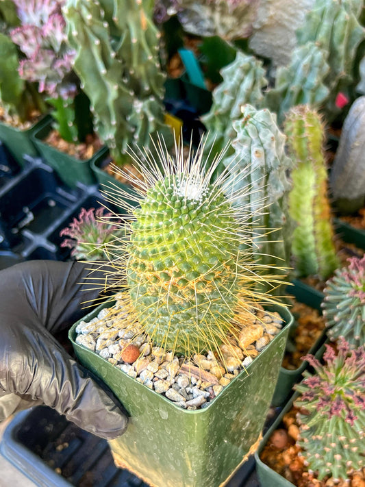 Mammillaria spinosissima “Un Pico” | (C3) (G9) | 3.5Pot