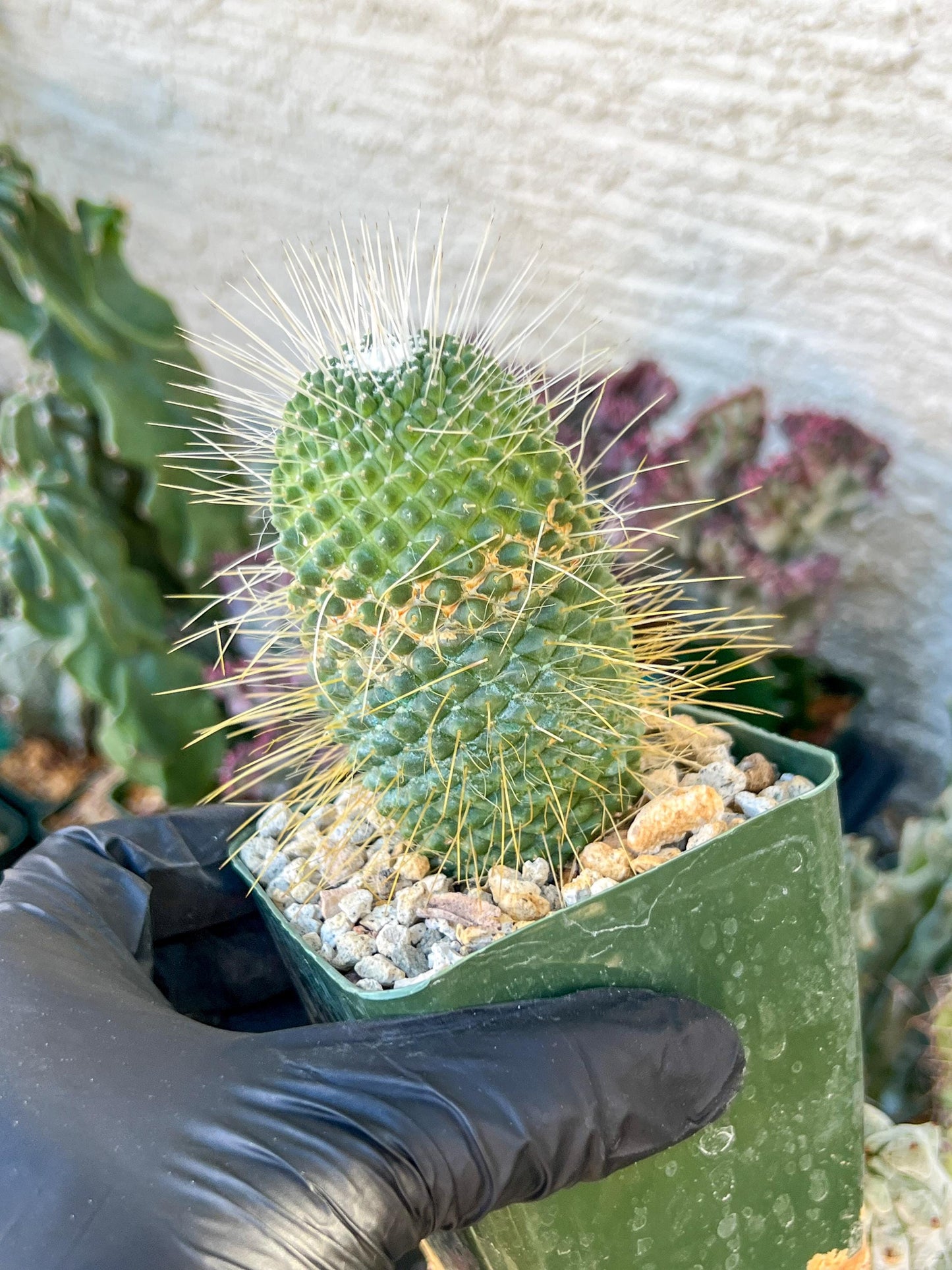 Mammillaria spinosissima “Un Pico” | (C3) (G9) | 3.5Pot