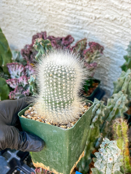 Notocactus Rudibuenekeri Albissimo | (C3) (G8) | 3.5Pot