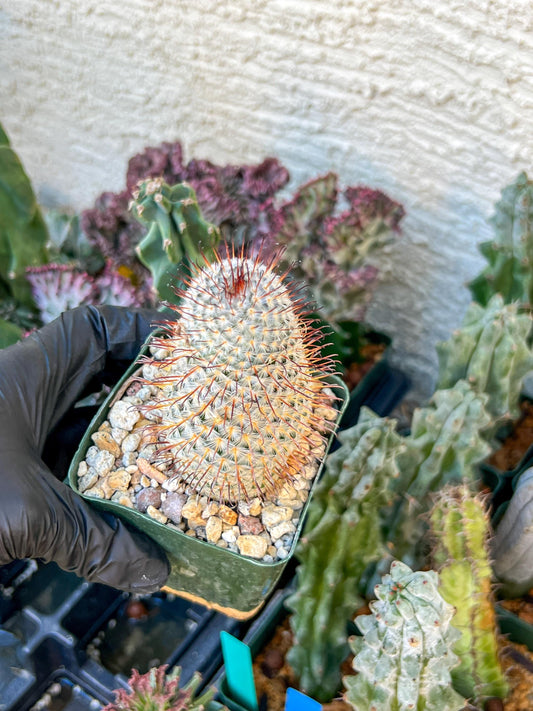 Big Mammillaria perezdelarosae | (C3) (G7) | 3.5Pot