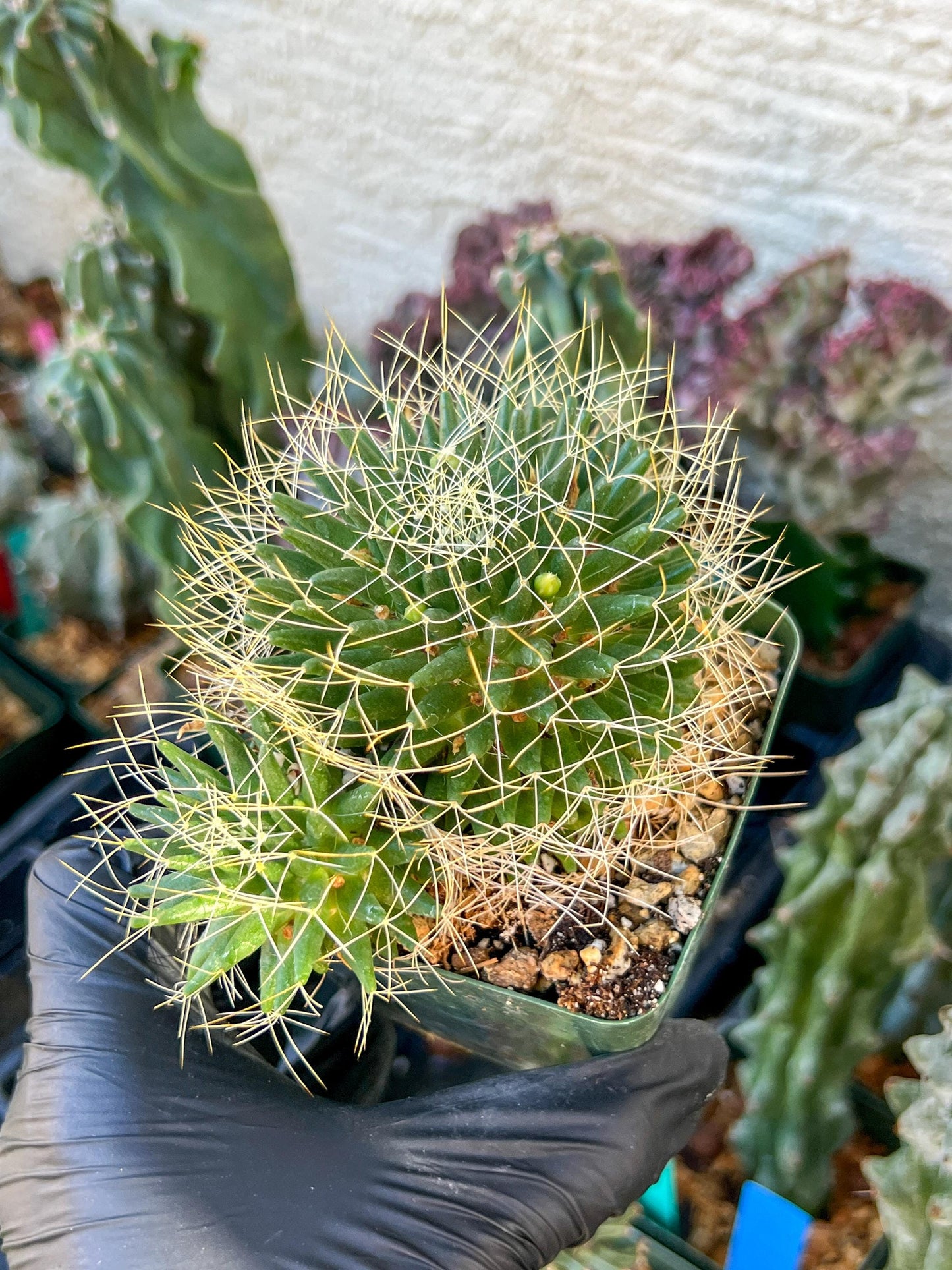 Big Mammilaria Camptrotricha Marnier | (C3) (r5) | 3.5Pot