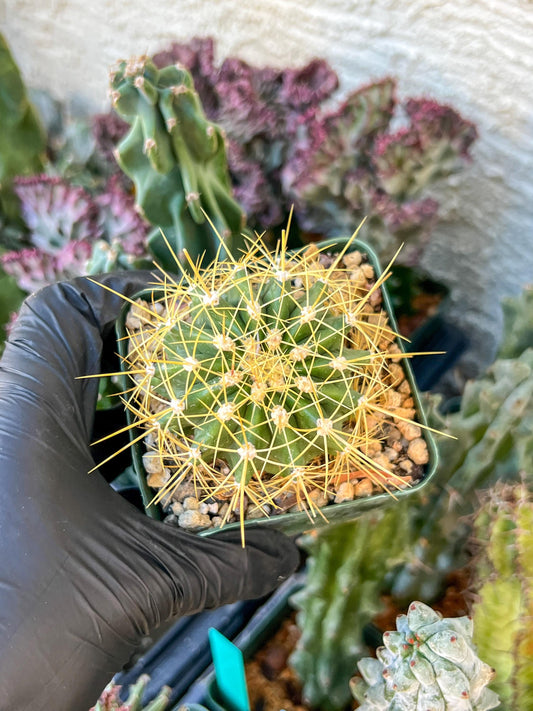 Ferocactus Pottsii Alamosanus | (C3) (r1) | 3.5Pot