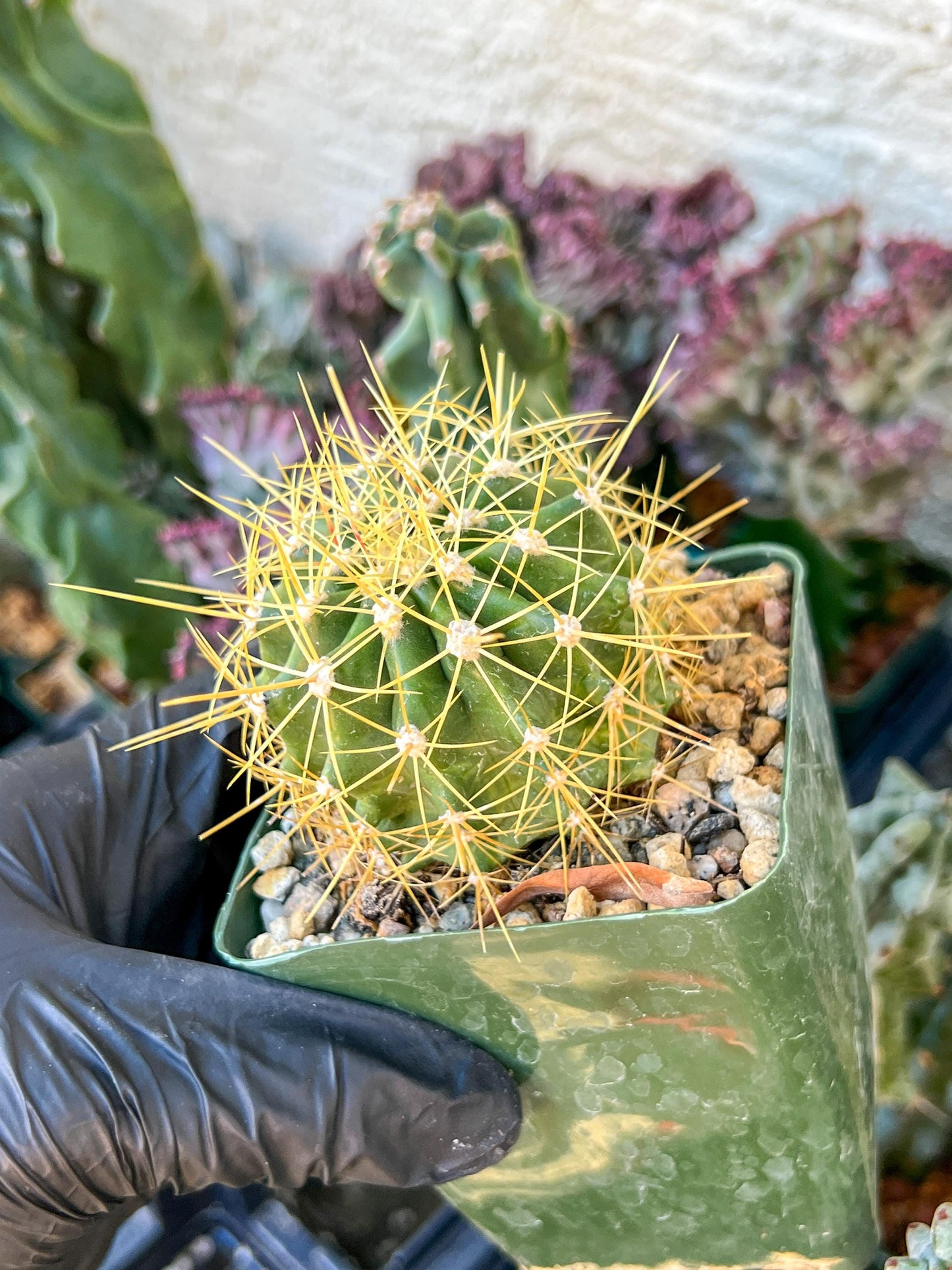 Ferocactus Pottsii Alamosanus | (C3) (r1) | 3.5Pot
