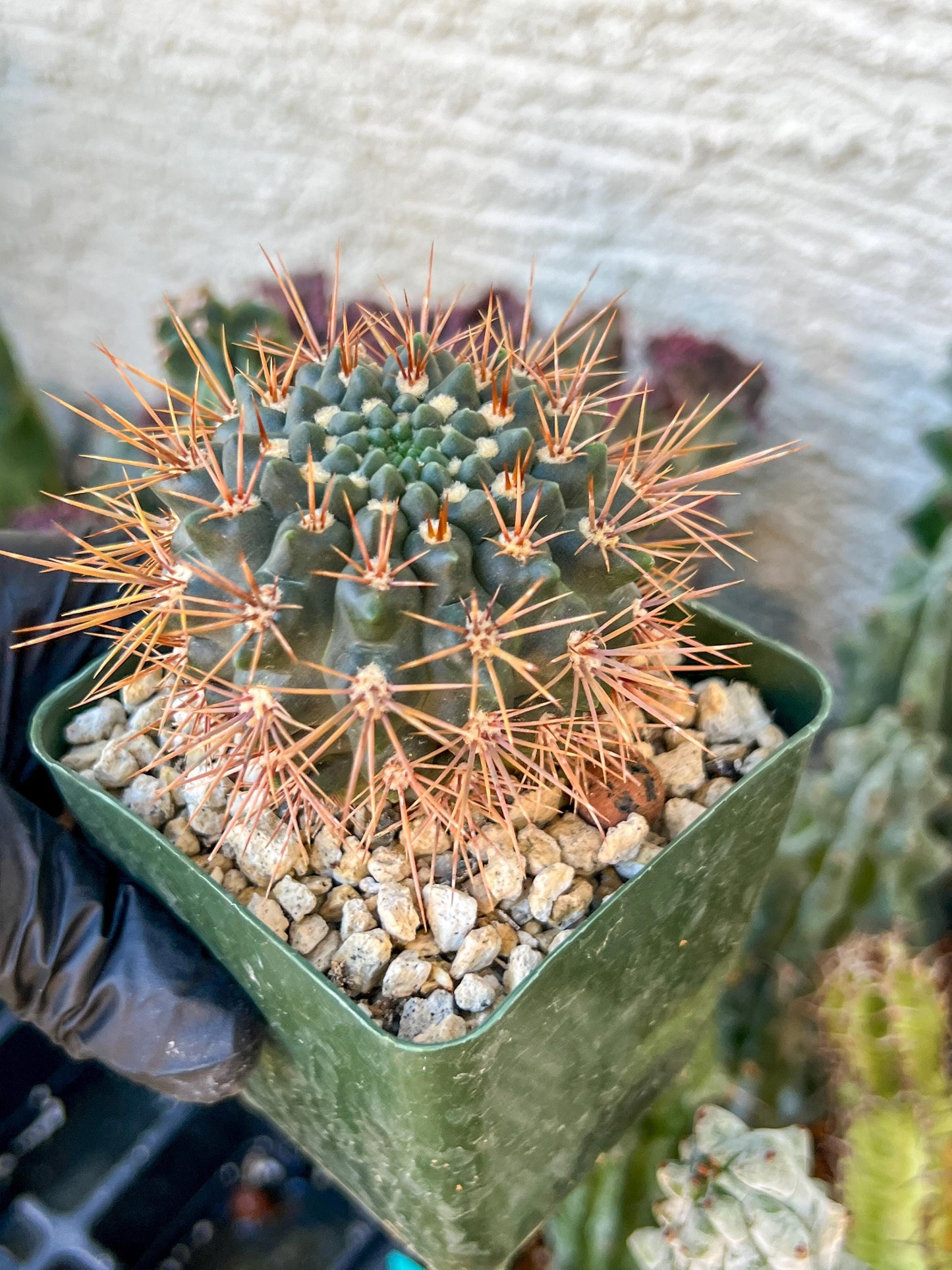 gymnocalycium neuhuberi | (C3) (r3) | 3.5Pot