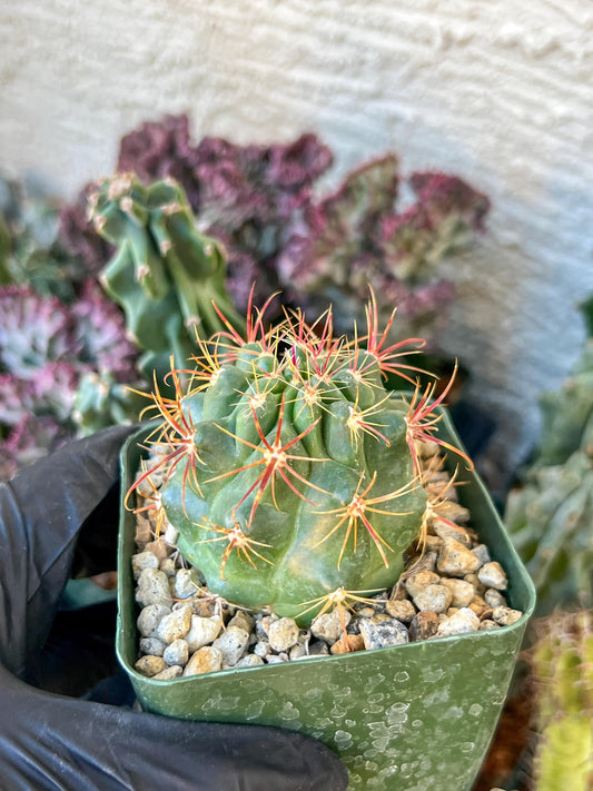 Ferocactus Viridescebs V Orcuttii Valle | (C3) (r2) | 3.5Pot