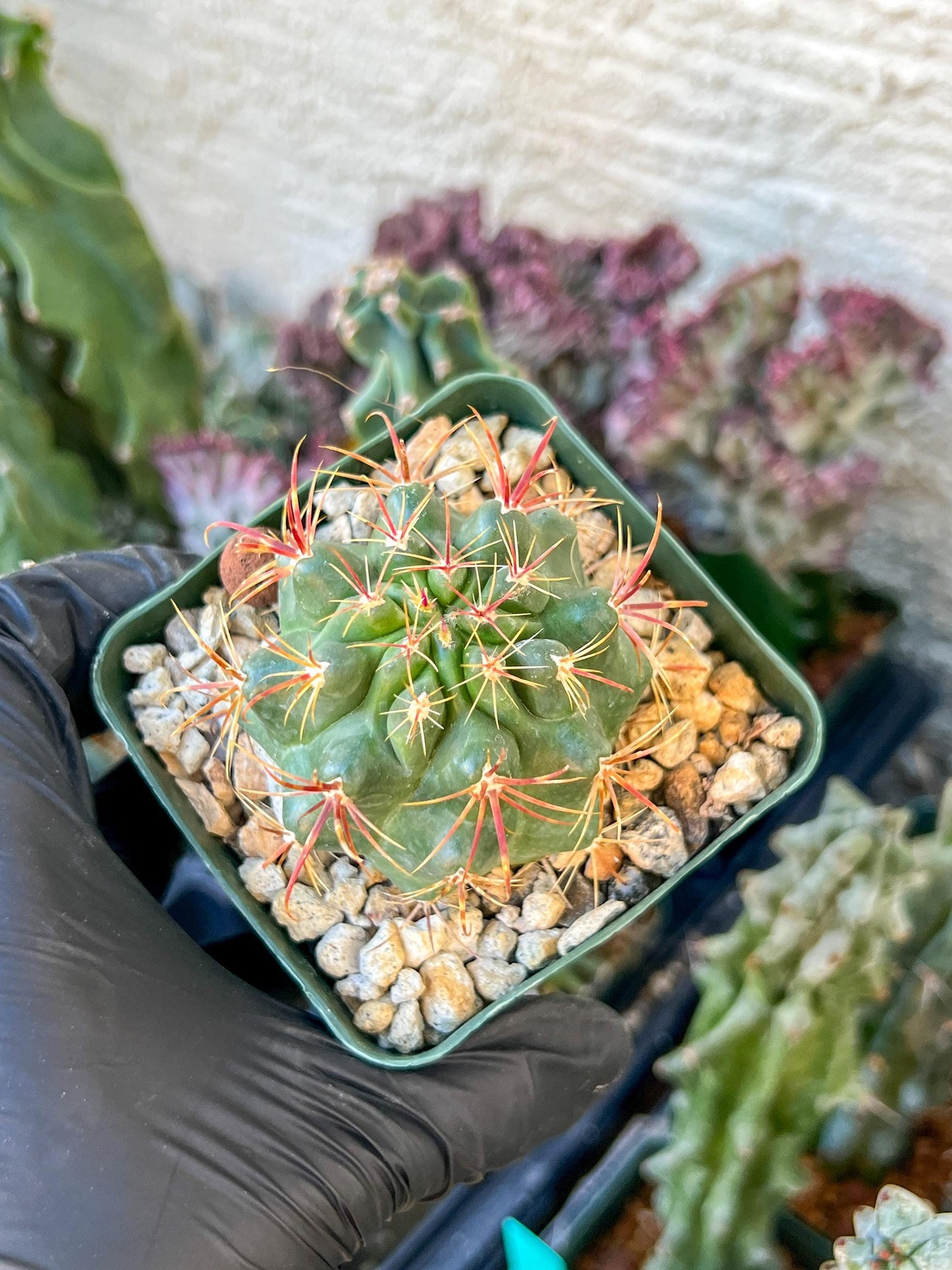 Ferocactus Viridescebs V Orcuttii Valle | (C3) (r2) | 3.5Pot