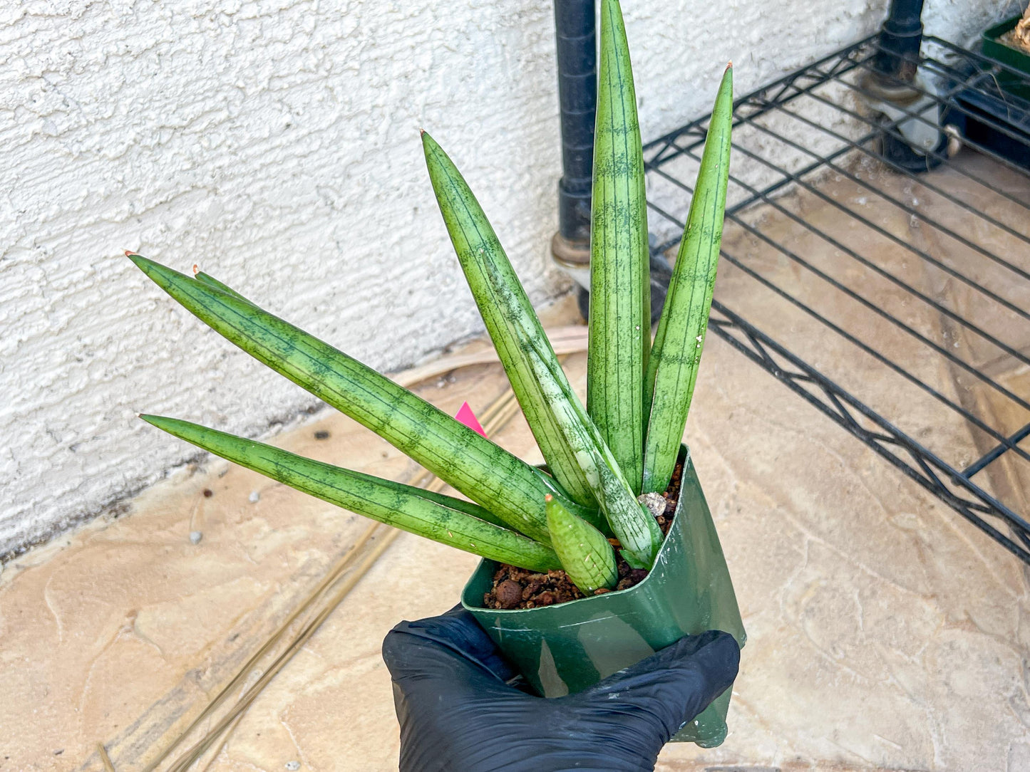 Big Sansevieria Silver Crown (#C7) (Pink) | Rare Imported Snake Plant