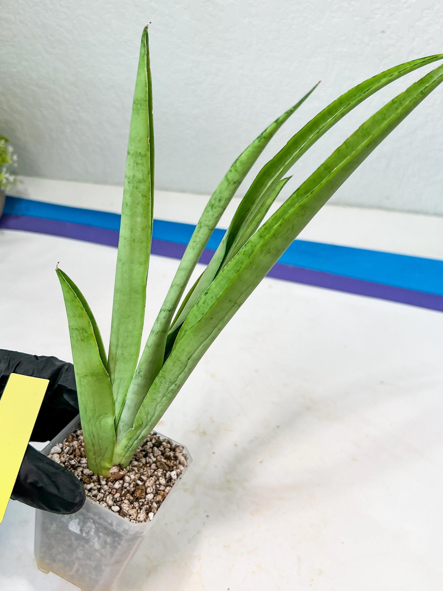 Sansevieria Kamakiri (#B2) | New Imported Hybrids