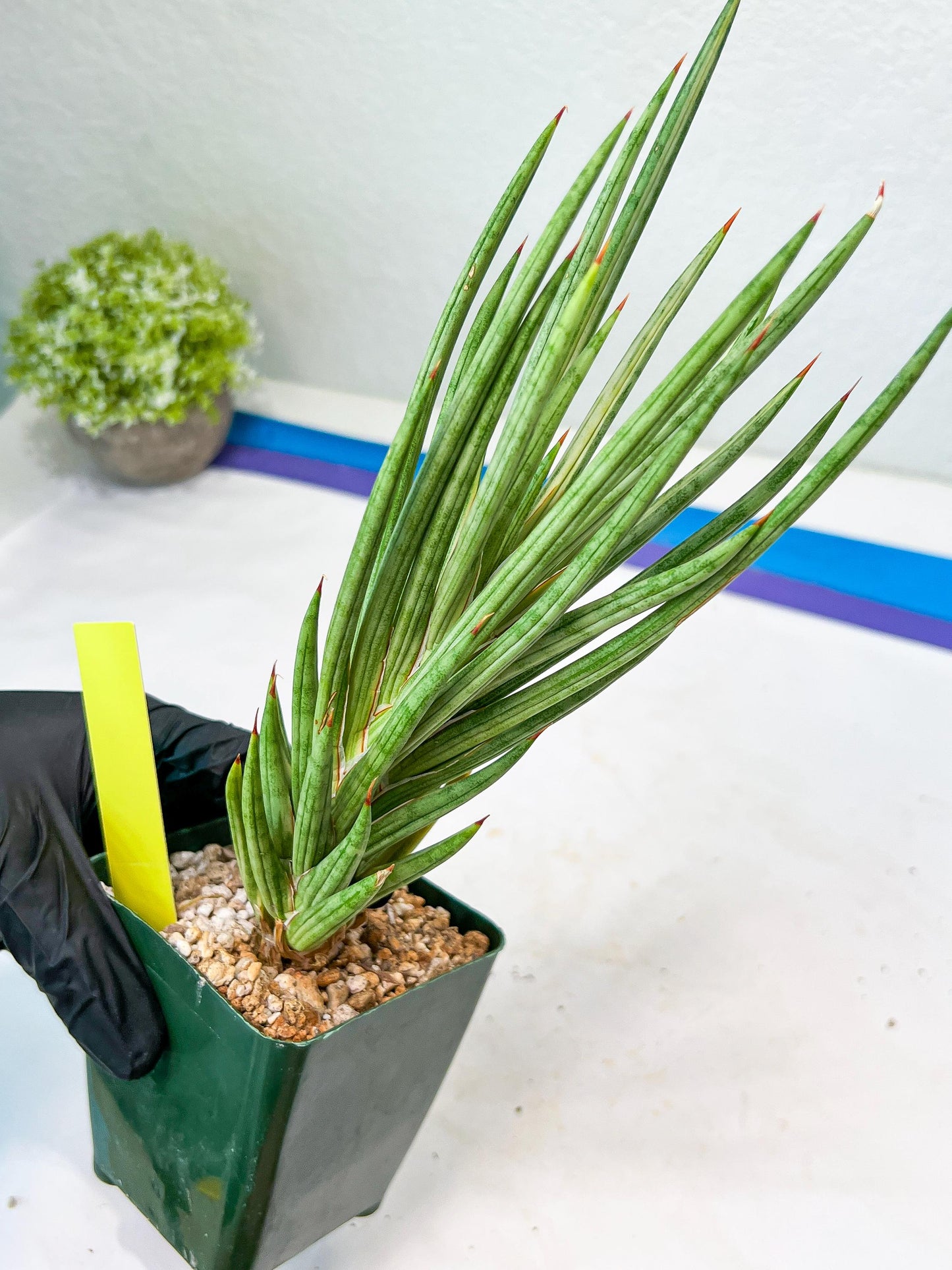 Sansevieria francisii Variegated (P-Y) | Imported Plants