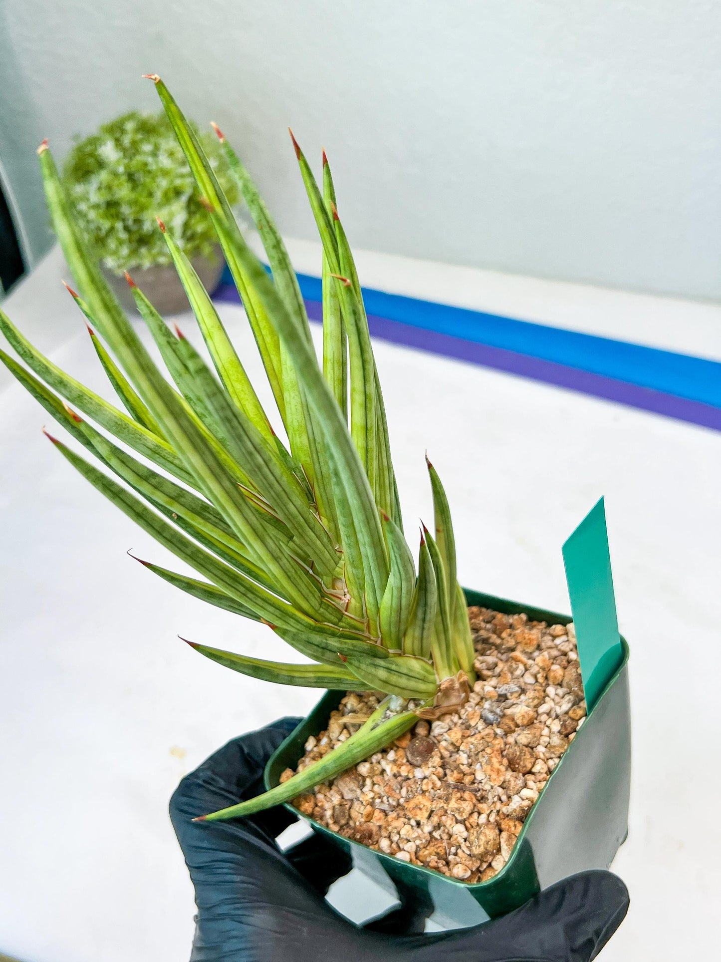 Sansevieria francisii Variegated (B-G) | Imported Plants