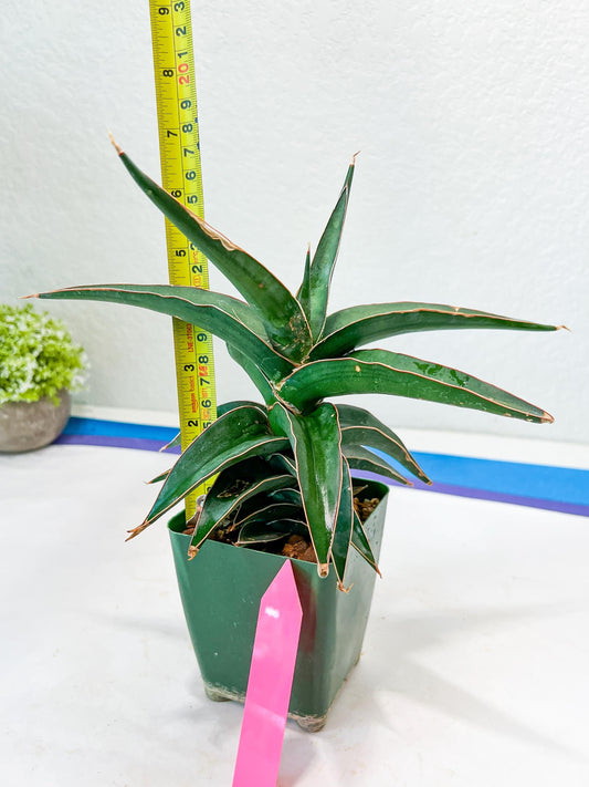 Sansevieria Lavranos (pink) | Minor Scar from Shipping | Imported