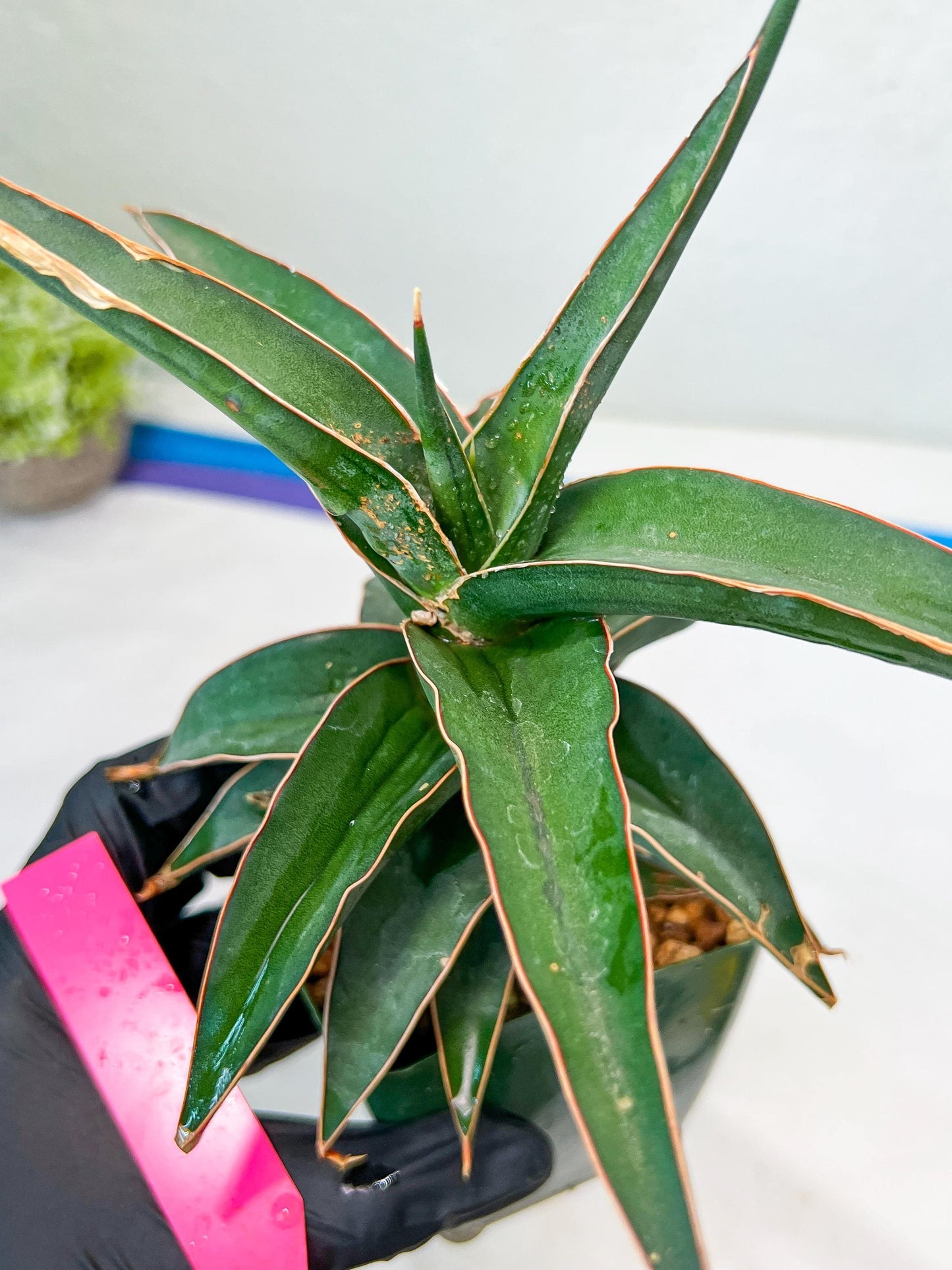 Sansevieria lavranos (pink/yellow) | Imported Plants