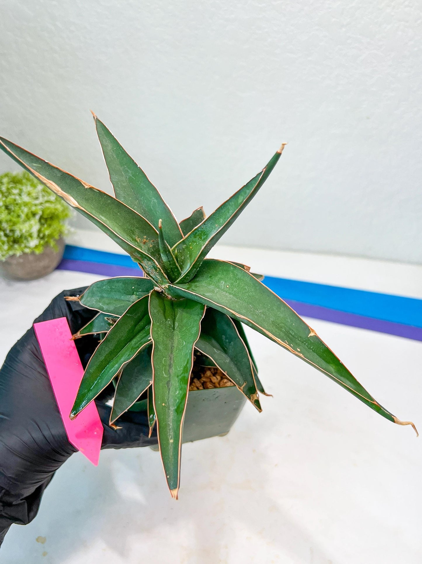 Sansevieria lavranos (pink/yellow) | Imported Plants