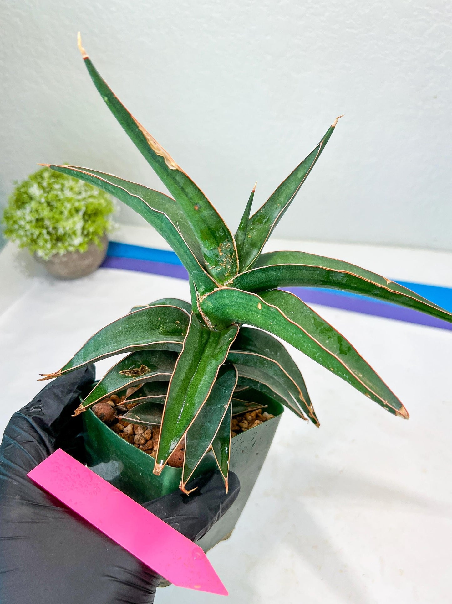 Sansevieria Lavranos (pink) | Minor Scar from Shipping | Imported
