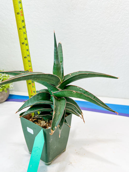 Sansevieria lavranos (Green) | Imported | Minor Scar From Shipping