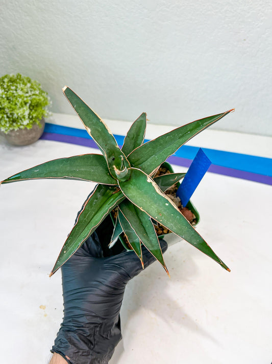 Sansevieria Lavranos (Blue) | Minor Scar from Shipping | Imported
