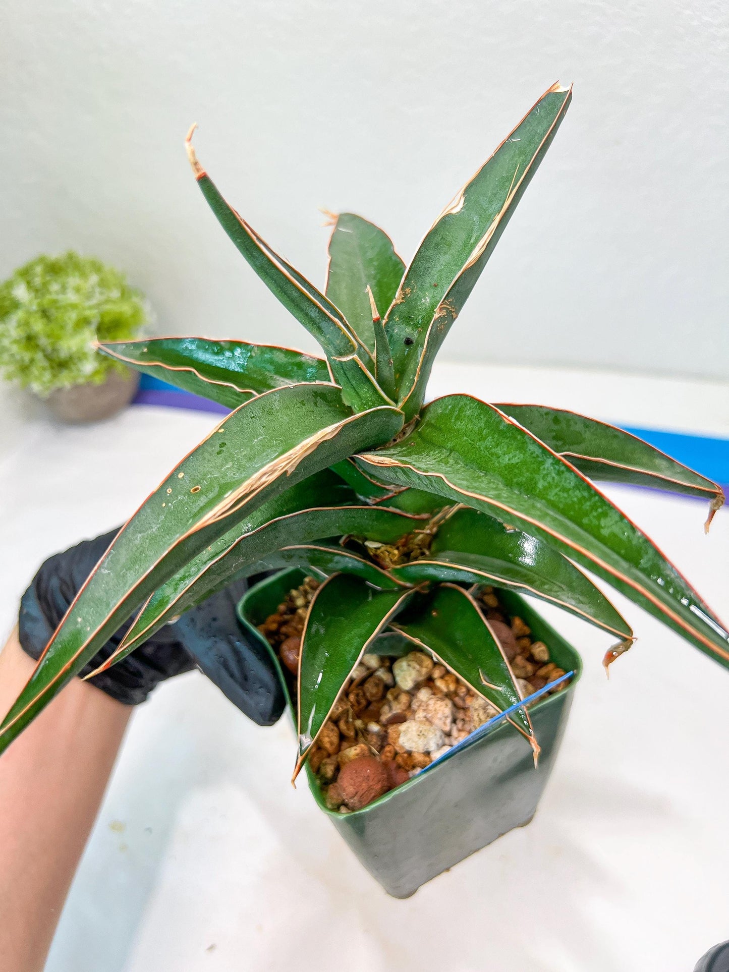 Sansevieria Lavranos (Blue) | Minor Scar from Shipping | Imported