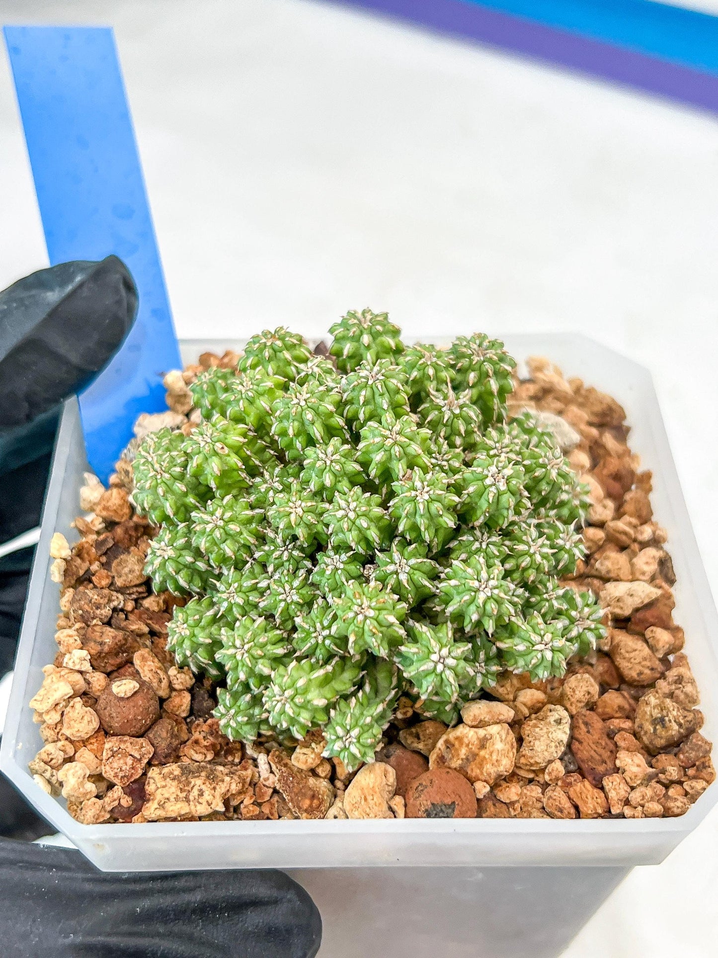 Sepulta Cluster Cactus | Imported Cactus | Rare Succulent